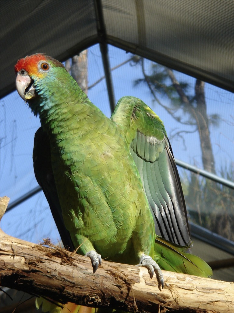 Red-browed Amazon