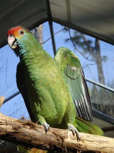 Red-browed Amazon
