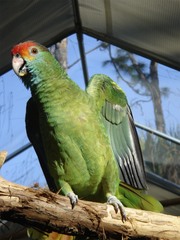 Red-Browed Amazon photo 4