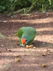 Red-Browed Amazon photo 5