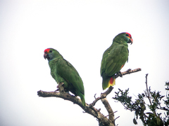 Red-Browed Amazon photo 3