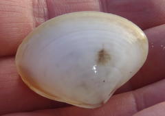 Tellinoidea