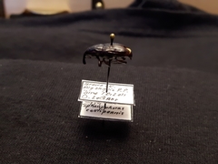 Sphenophorus costipennis