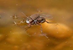 Brachydeutera argentata