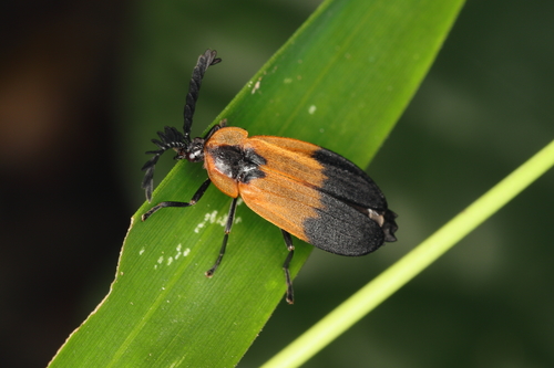 Phaenolis basalis