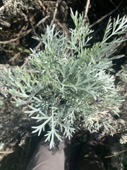 Artemisia arborescens