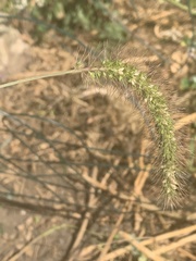 Setaria