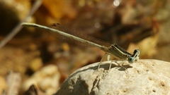 Platycnemis dealbata