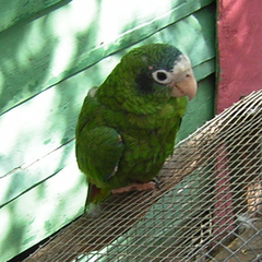 Hispaniolan Parrot photo 2