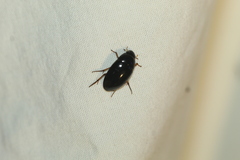 Tropisternus quadristriatus
