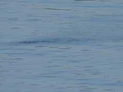 Phocoena phocoena
