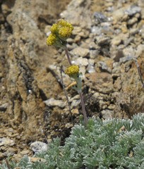 Artemisia glacialis
