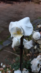 Phalaenopsis amabilis