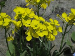 Erysimum jugicola