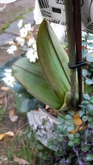 Phalaenopsis amabilis