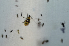 Paranapiacaba connexa