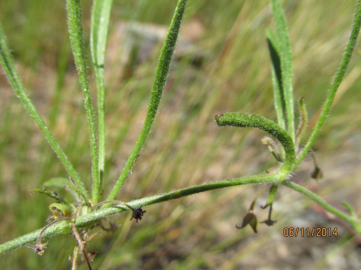 Centella villosa