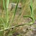 Centella villosa - Photo (c) douglaseustonbrown, algunos derechos reservados (CC BY-SA), subido por douglaseustonbrown