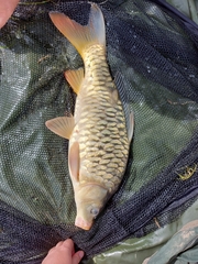 Cyprinus carpio carpio