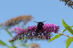 Xylocopa violacea
