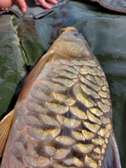 Cyprinus carpio carpio
