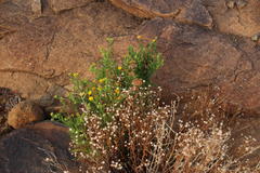 Pulicaria scabra
