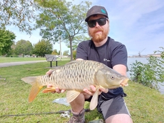 Cyprinus carpio carpio