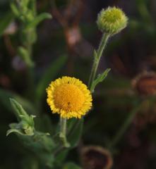 Pulicaria scabra