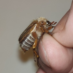 Amphimallon solstitiale