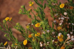 Pulicaria scabra