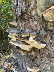 Fomitopsis ochracea
