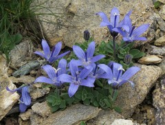 Campanula cenisia