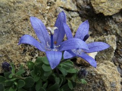 Campanula cenisia