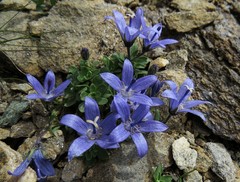 Campanula cenisia