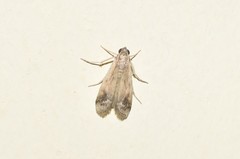 Euzophera osseatella