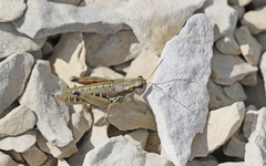 Podisma amedegnatoae