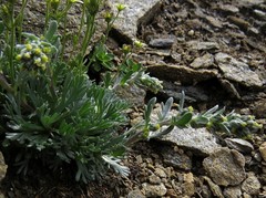 Artemisia genipi