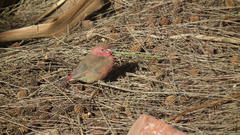 Lagonosticta senegala rendalli