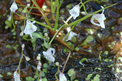 Utricularia sandersonii