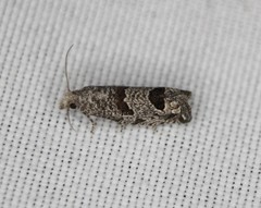 Pelochrista seamansi