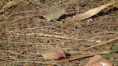 Lagonosticta senegala rendalli