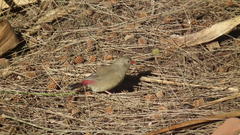 Lagonosticta senegala rendalli