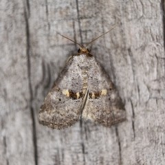 Hyperstrotia flaviguttata