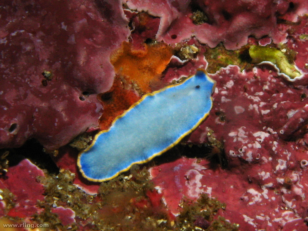 Cycloporus