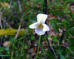 Viola filicaulis