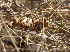 Asphondylia floccosa