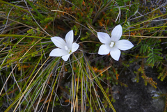 Wahlenbergia pygmaea