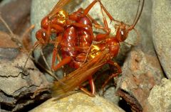 Sphictostethus nitidus