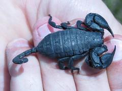 Opisthacanthus capensis