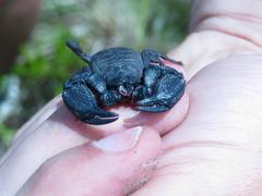 Opisthacanthus capensis
